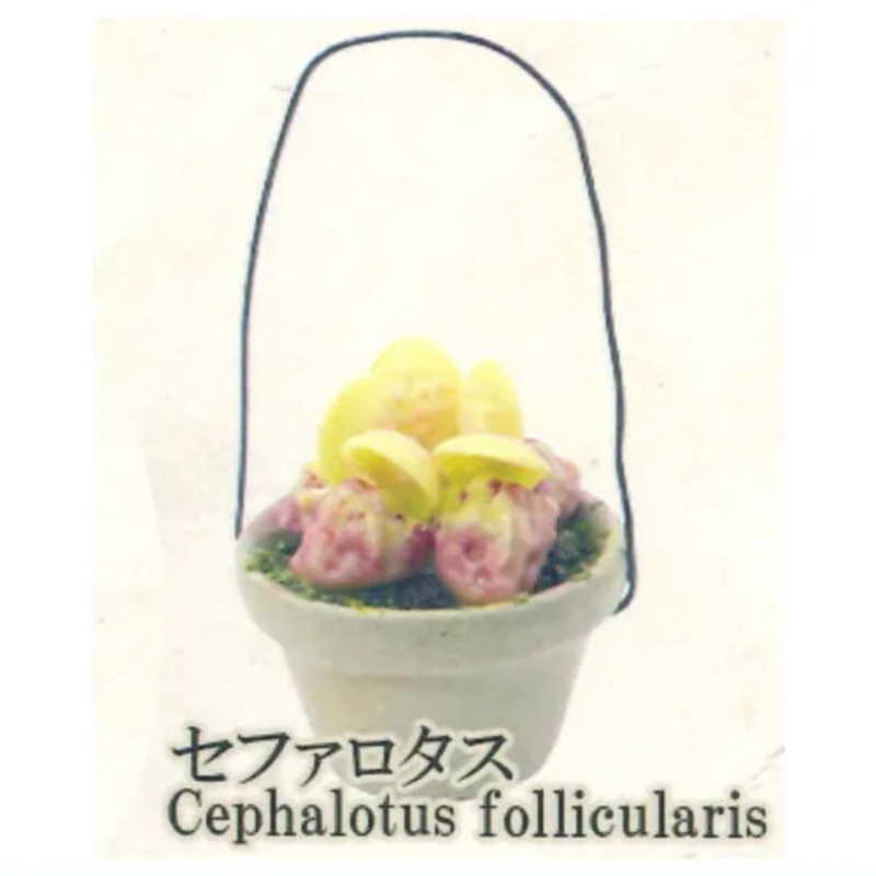 Japan Rainbow Gashapon Capsule - Capsule Toy Gashapon ulasan dan harga
